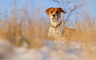 medium short-coated brown and white dog on brown grasses