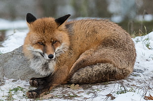 brown and gray fox lying on stone coated with snow