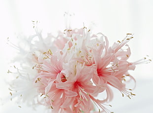 pink and white petaled flowers bouquet