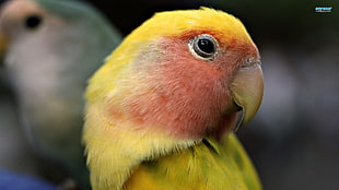 yellow and red bird, birds, yellow, animals