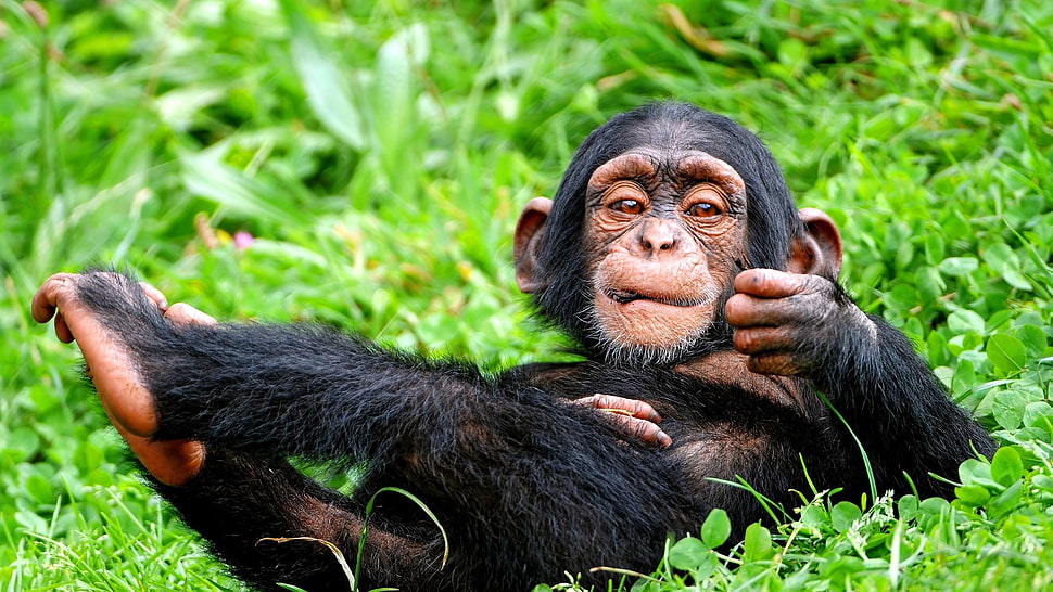 monkey lying on green grass HD wallpaper