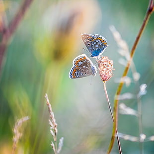 shallow focus photography of two blue butterflies perched on flower, polyommatus icarus