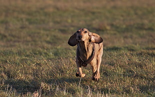 adult brown smooth dachshund running on grass field during daytime photo