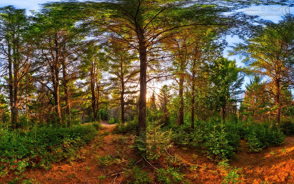 green trees, landscape, nature, forest, sunset HD wallpaper