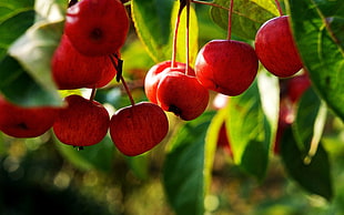 selective focus photo of red cherries on tree