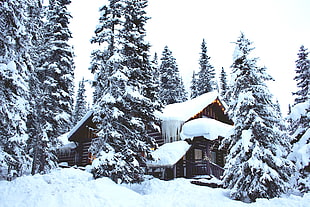 brown wooden house filled with snow besides pine trees