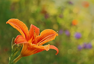 selective-focus photography of orange petaled flower