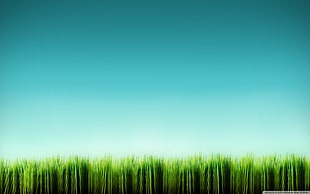 green and yellow abstract painting, grass, artwork, sky