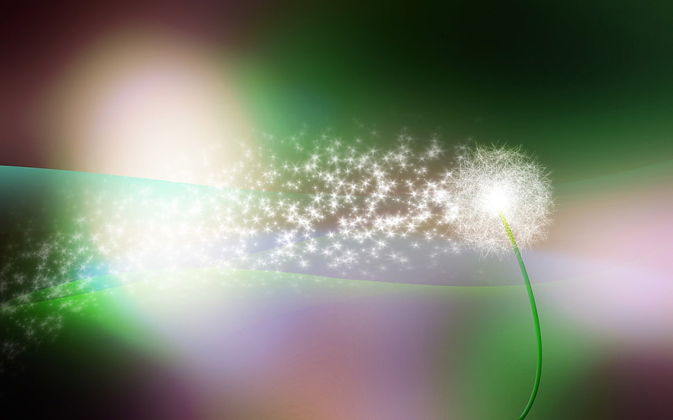 Dandelion seed head digital wall paper HD wallpaper