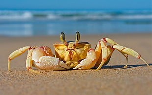 close up photo of crab on seashore