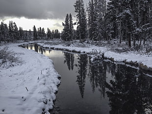 snow covered pine trees and river photo