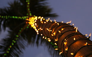 yellow Christmas light, palm trees, lights, decorations, bokeh