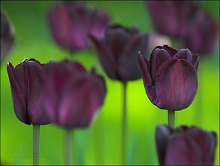 selective focus photography of purple Tulip