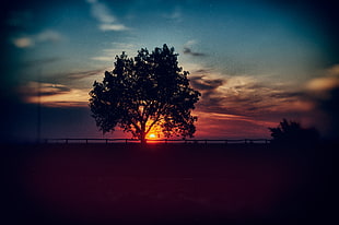 silhouette tree, sunset, nature