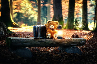 bear beside suitcase and kerosene lantern on top of tree log