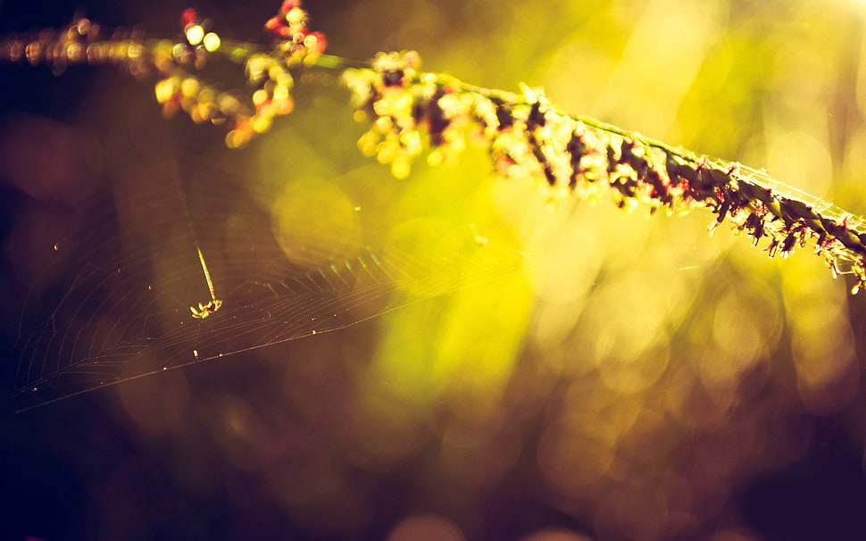 selective focus photography of cobweb, flowers, spiderwebs, bokeh, nature HD wallpaper