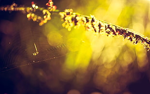 selective focus photography of cobweb, flowers, spiderwebs, bokeh, nature