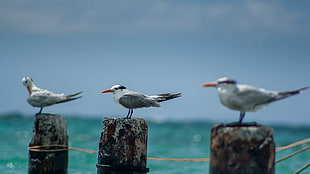 row of three seagulls on pier stumps under blue sky