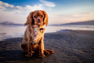 selective focus photography of large size long coated tan dog sitting on sea shore under blue and white sky