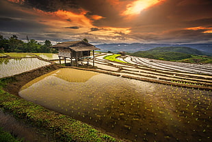 brown hut, rice paddy, terraces, hut, water HD wallpaper