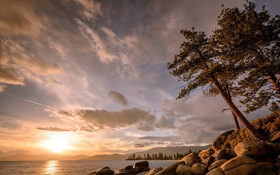 green leafed tree, landscape HD wallpaper