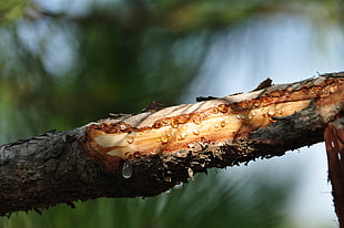 brown tree branch, nature, wax, trees, wood