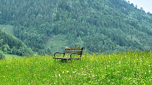 brown metal bench in the middle of flower field at daytime