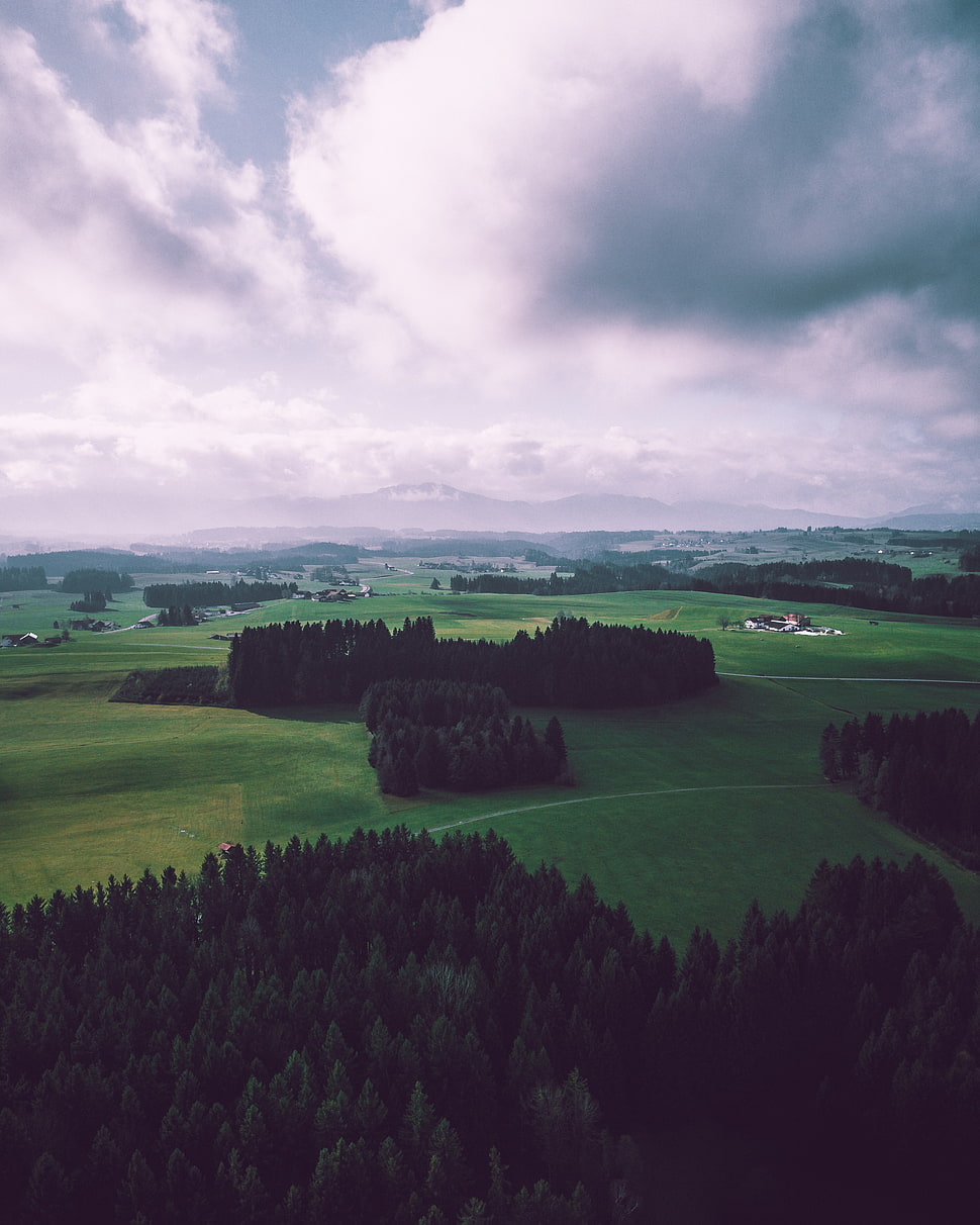 green grass field, Field, Trees, Sky HD wallpaper
