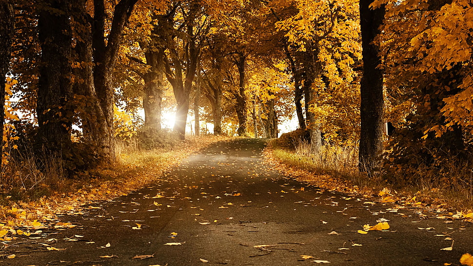 brown trees HD wallpaper