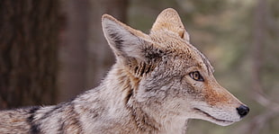 brown coated fox, coyote