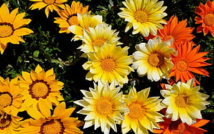sunflower plant photo HD wallpaper