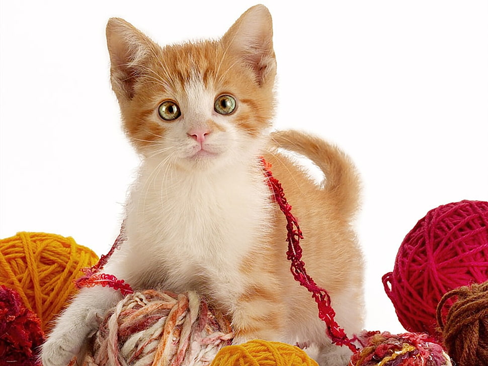 brown and white tabby cat HD wallpaper
