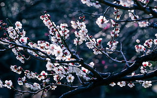 flowers, cherry blossom, trees, branch