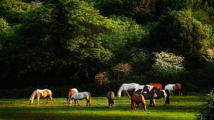 wildlife photography of group of horse surrounded by green trees