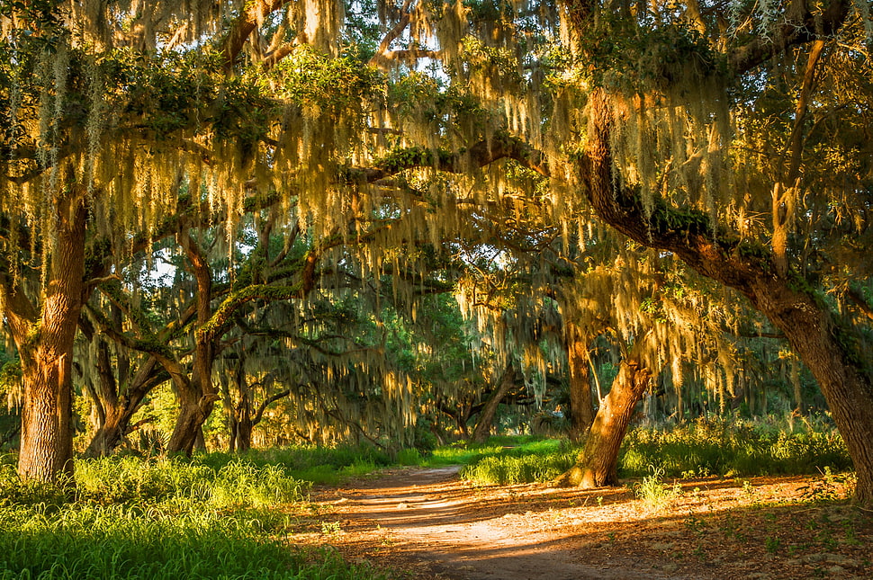 brown and green tree painting, forest, path HD wallpaper