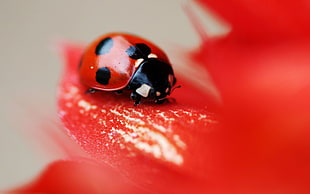 close-up photography of red Ladybug on red petaled flower