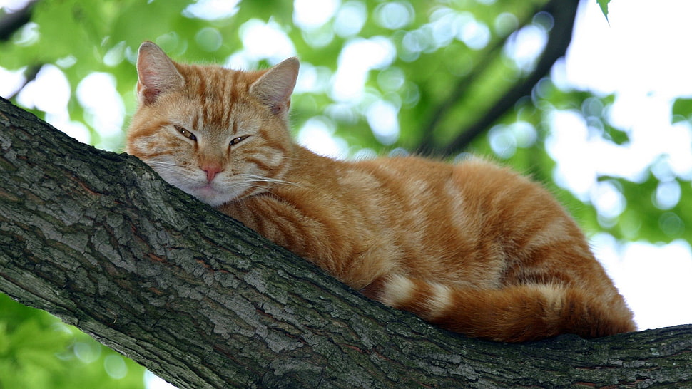 orange tabby cat lying on brown tree trunk HD wallpaper