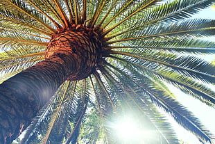 green palm tree, palm trees