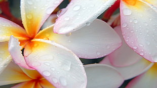 white and pink ceramic vase, flowers, Plumeria, water drops