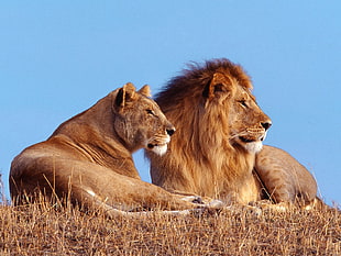 Lion and Lioness on brown grass during daytime