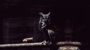 brown and black owl
