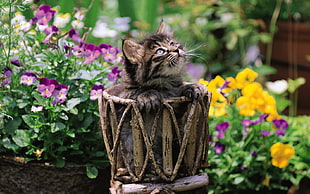 silver tabby kitten on pot surrounded by flowers