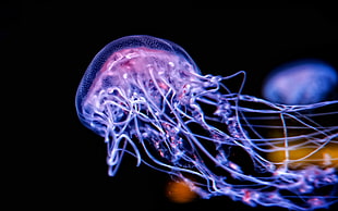 purple jellyfish, jellyfish, underwater, sea, glowing