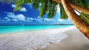 blue beach, beach, palm trees, sea, tropical HD wallpaper