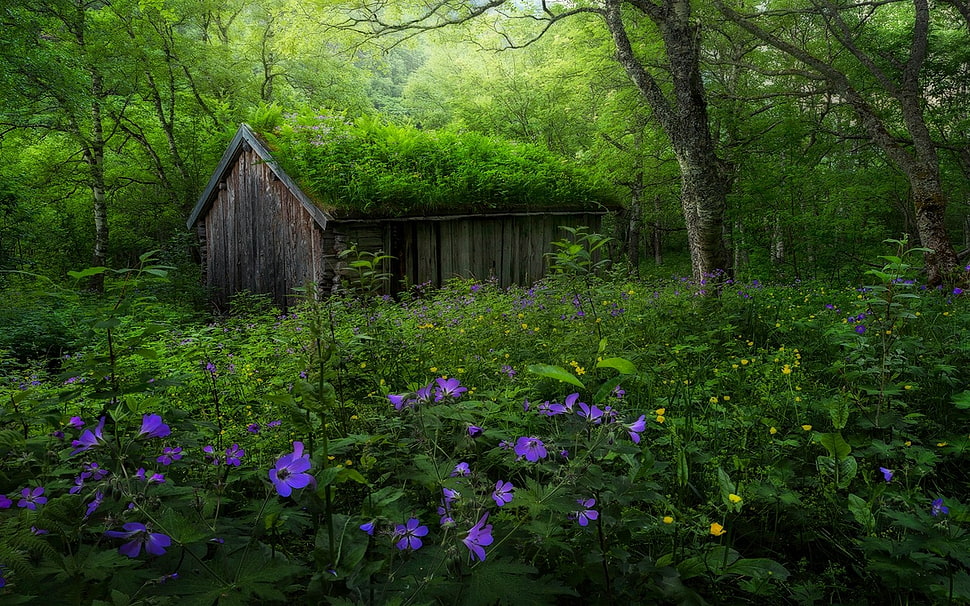 purple petal flower, nature, landscape, forest, spring HD wallpaper