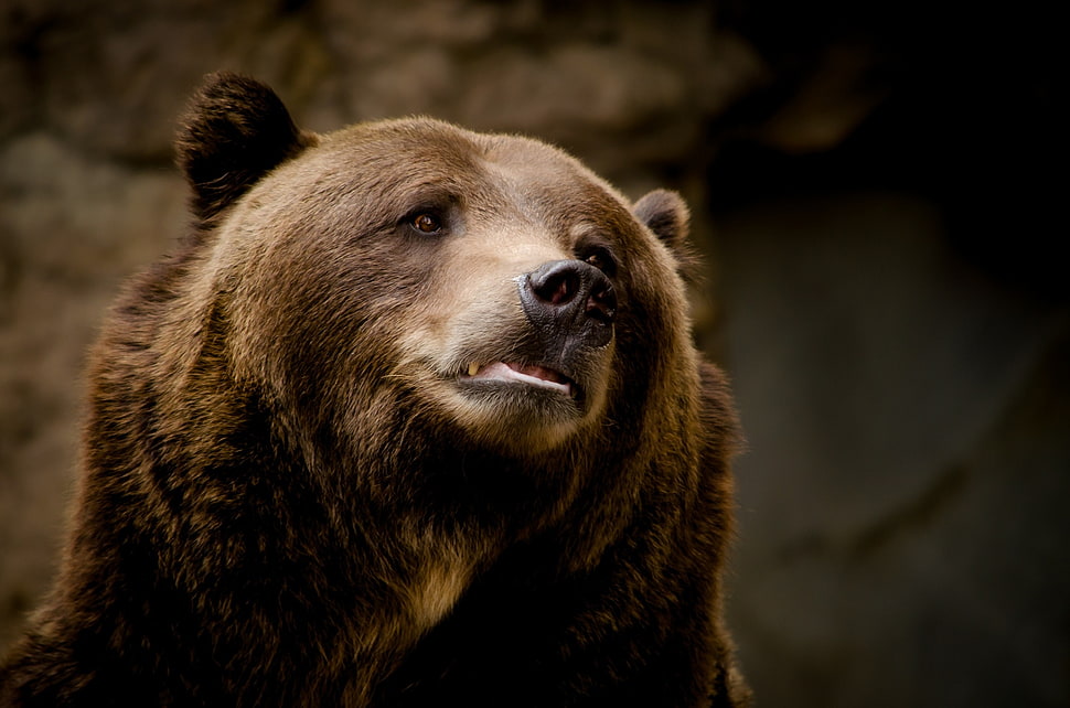 Grizzly Bear HD wallpaper