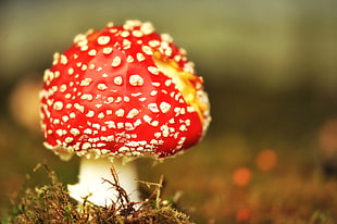 red mushroom HD wallpaper