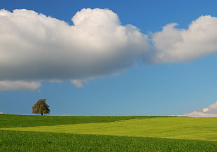 clear crop field under blue cloudy sky