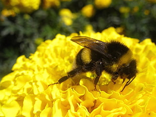 bee in yellow petaled flower HD wallpaper