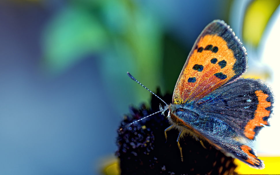 selective focus photography of butterfly perched on flower HD wallpaper